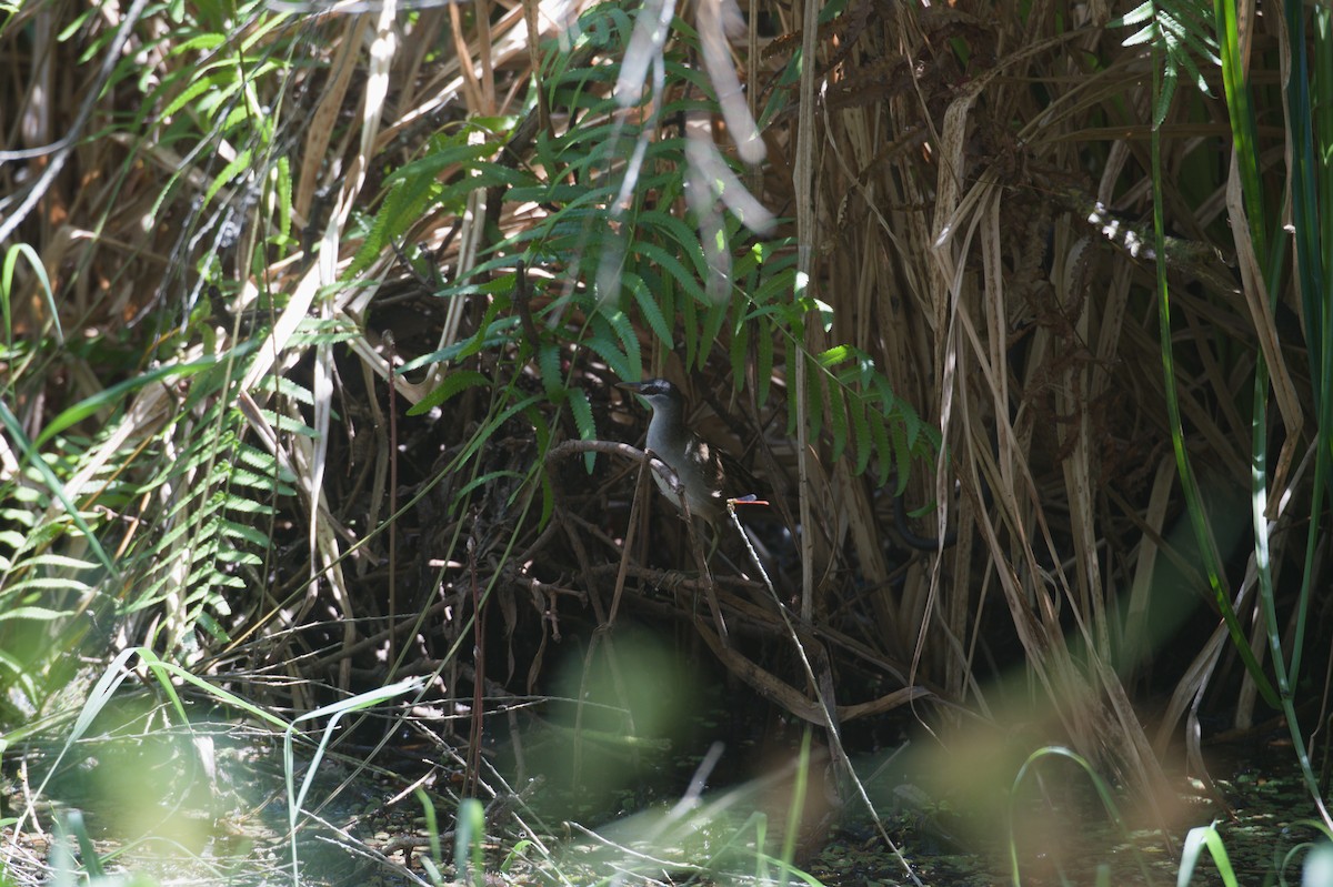 Polluela Cejiblanca - ML646694419