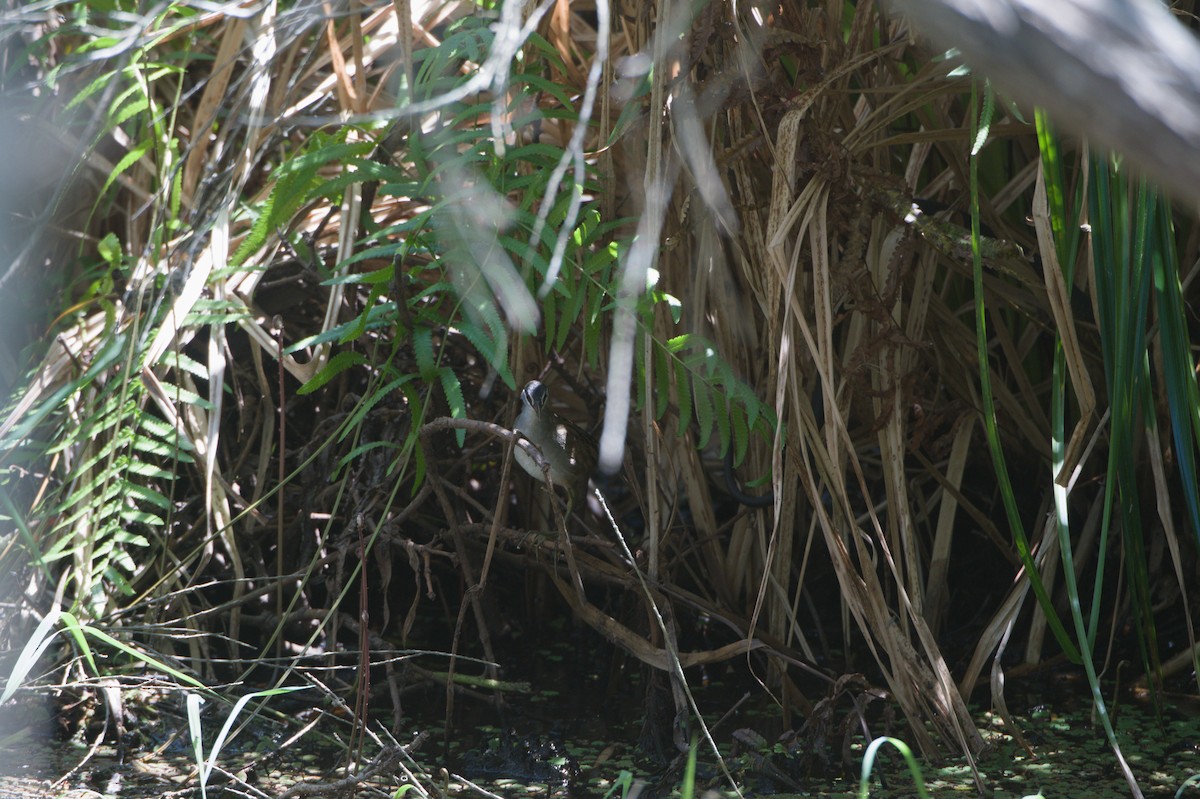 Polluela Cejiblanca - ML646694420