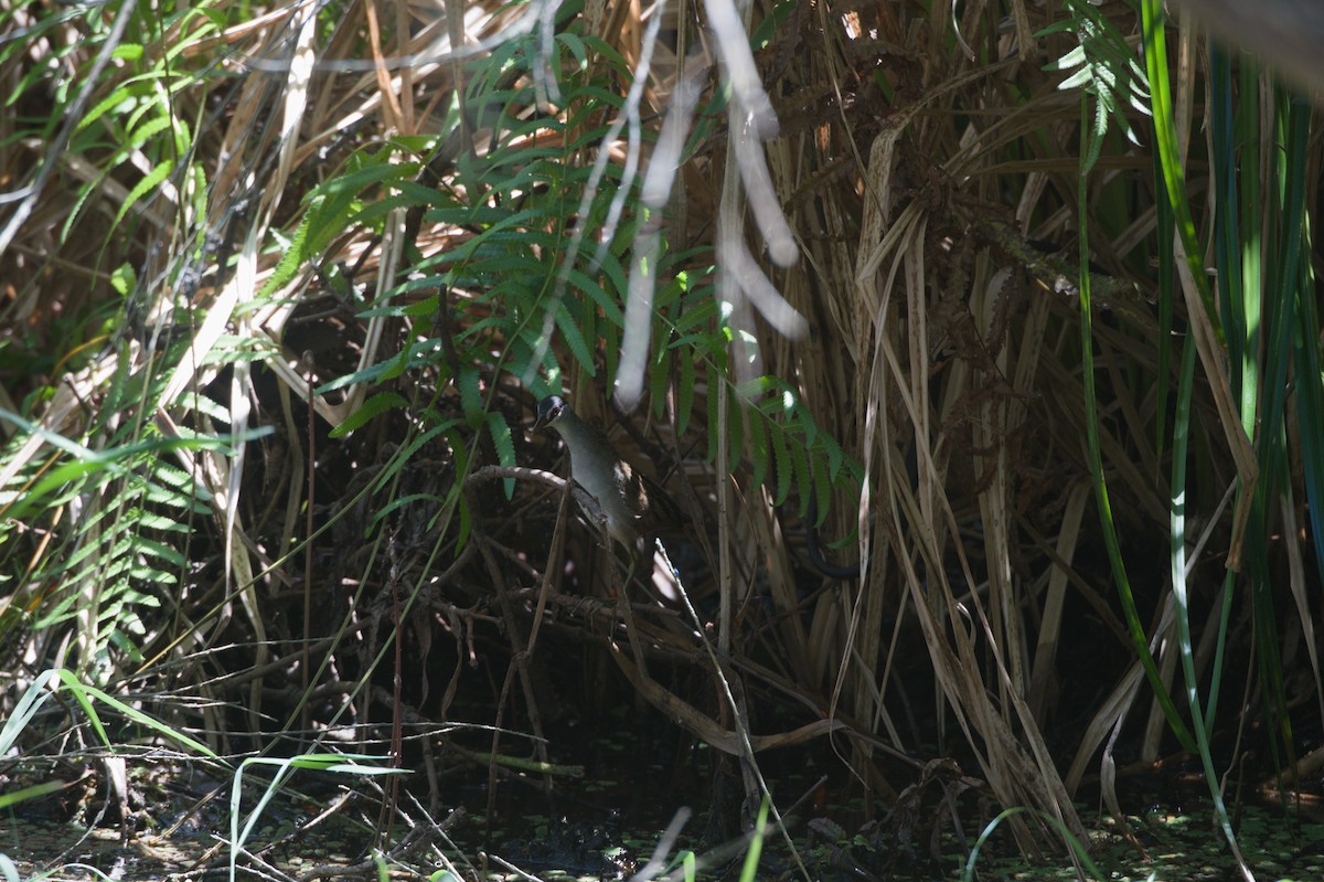 Polluela Cejiblanca - ML646694421