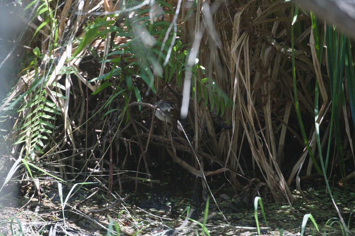 Polluela Cejiblanca - ML646694422