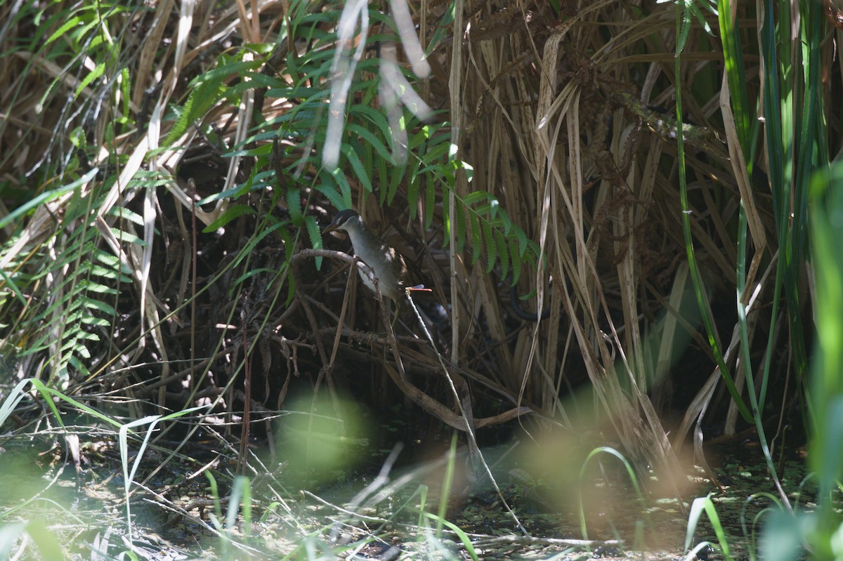 Polluela Cejiblanca - ML646694423