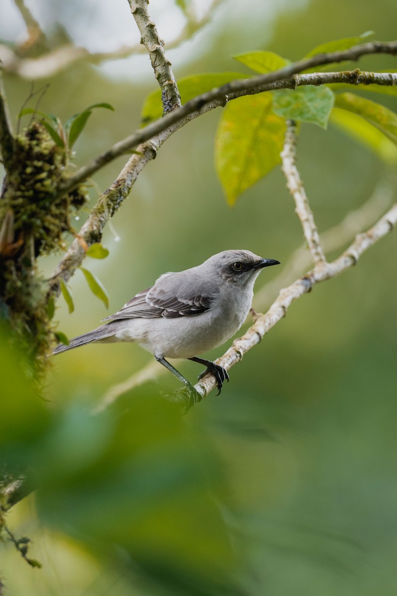 Tropikal Taklitçi - ML646694425