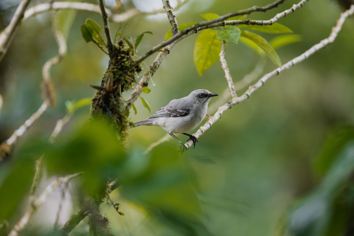 Tropikal Taklitçi - ML646694426