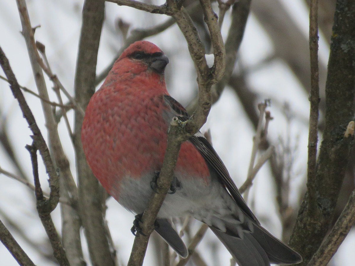 Pine Grosbeak - ML646694432