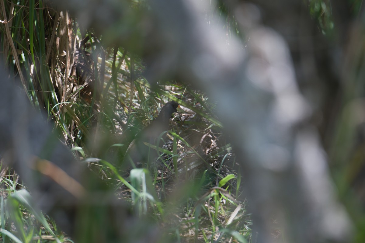 Pale-vented Bush-hen - ML646694443