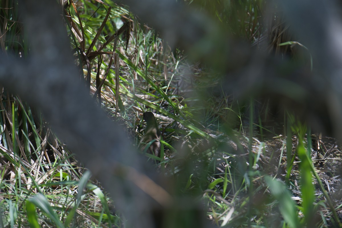 Pale-vented Bush-hen - ML646694444