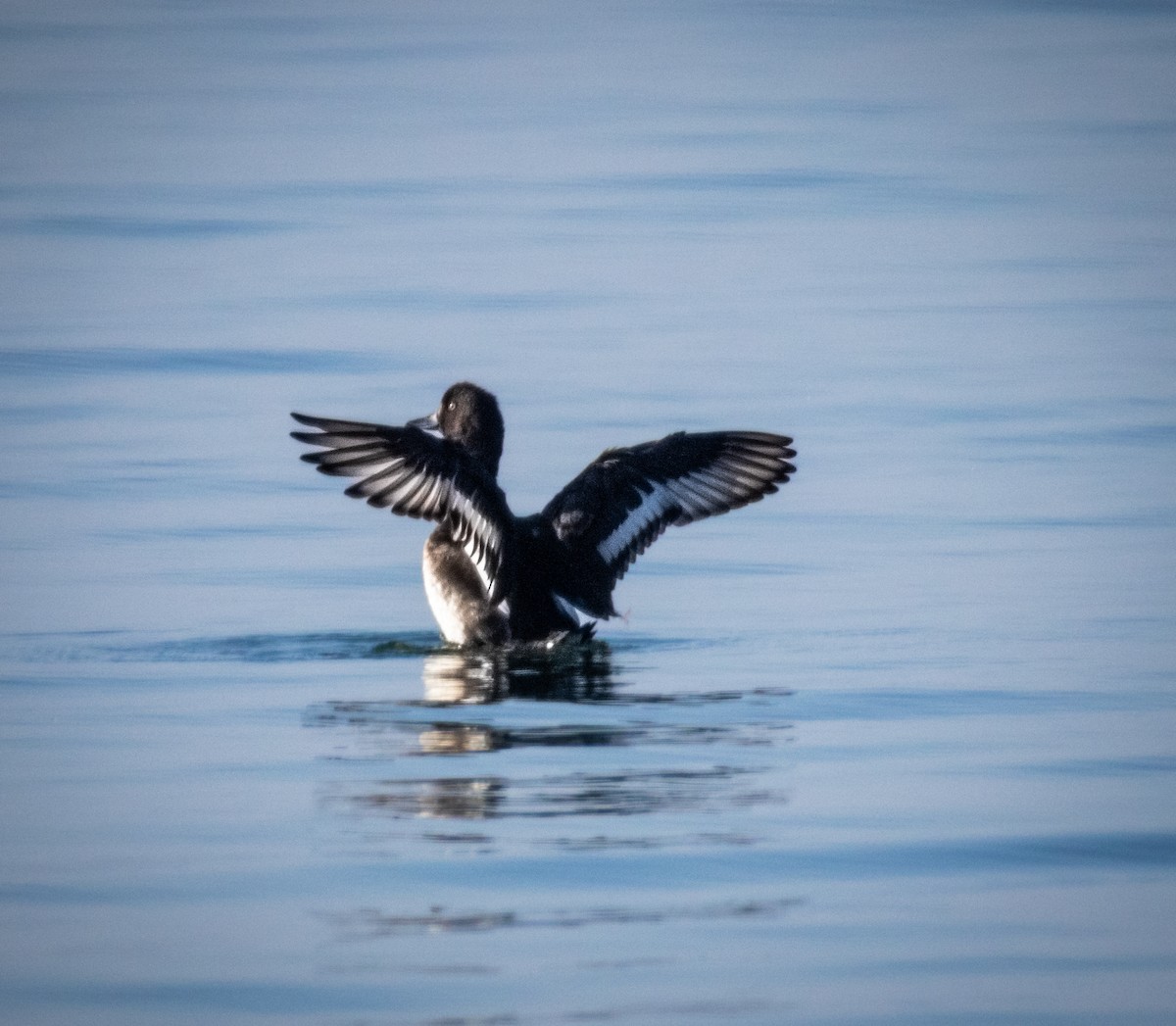 鳳頭潛鴨 - ML646694445