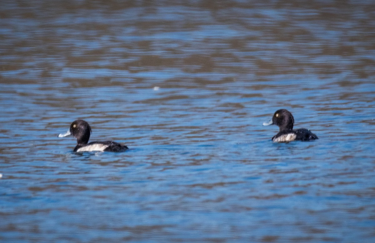 鳳頭潛鴨 - ML646694446