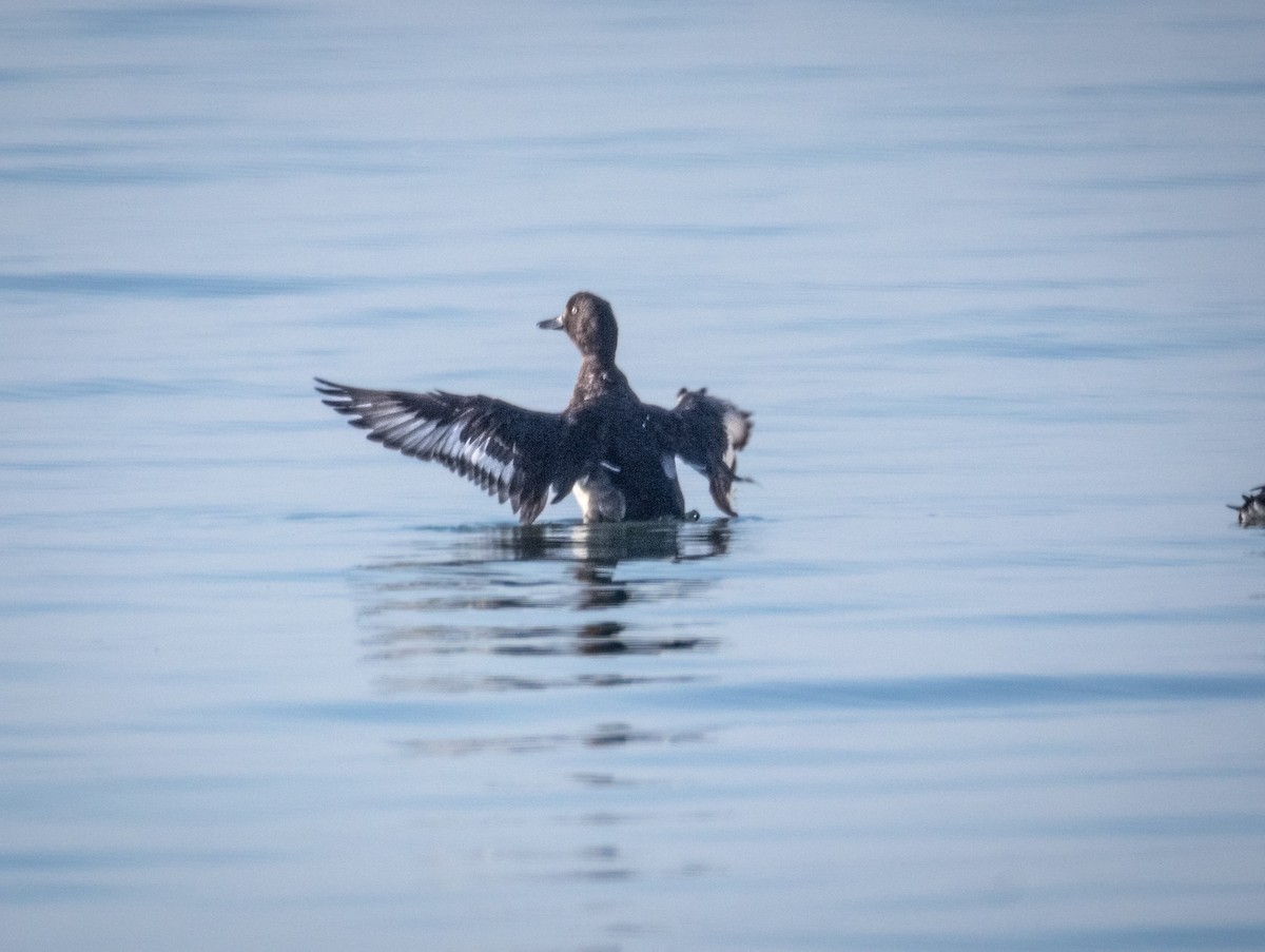 鳳頭潛鴨 - ML646694447