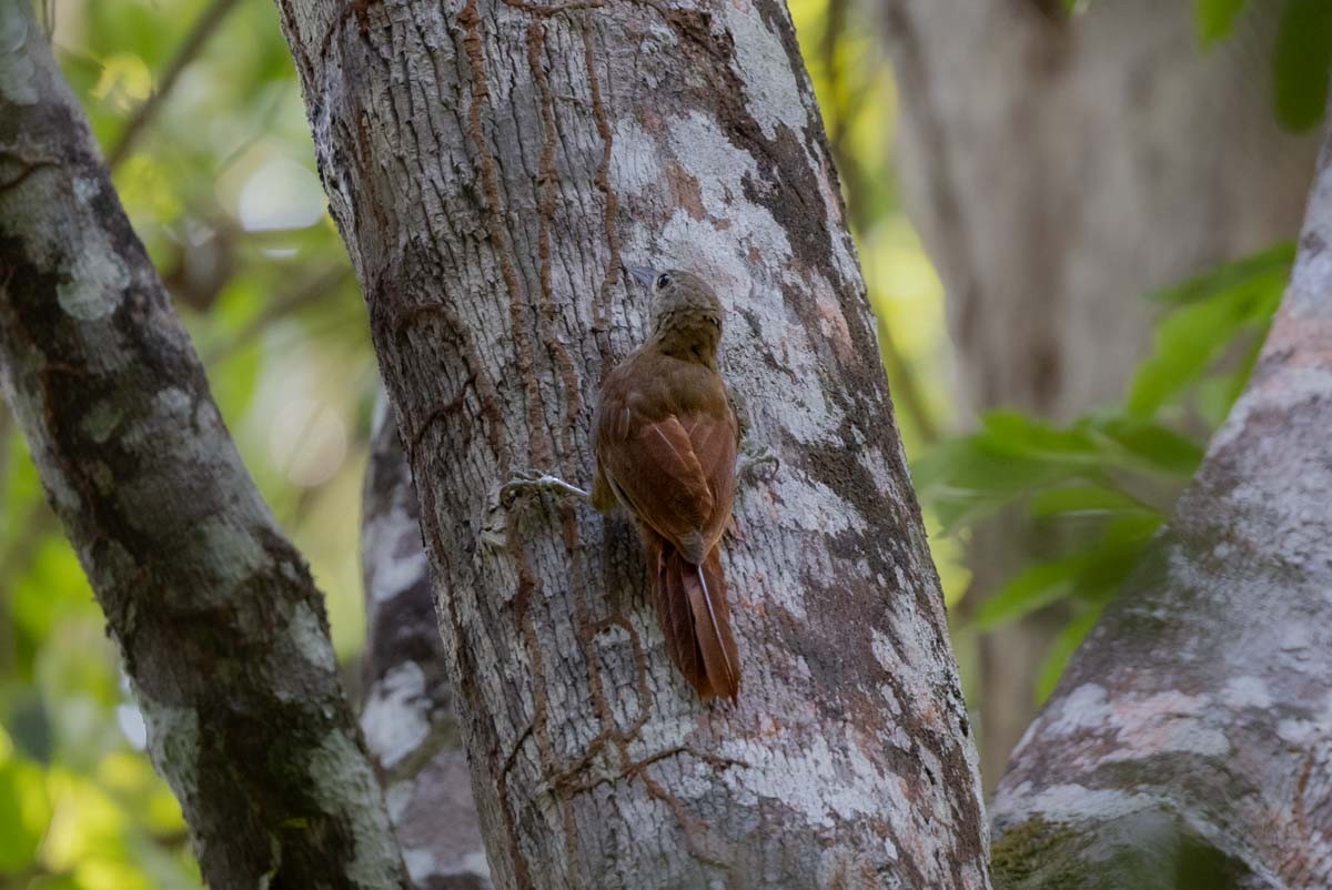 Uniform Woodcreeper (Brigida's) - ML646694449