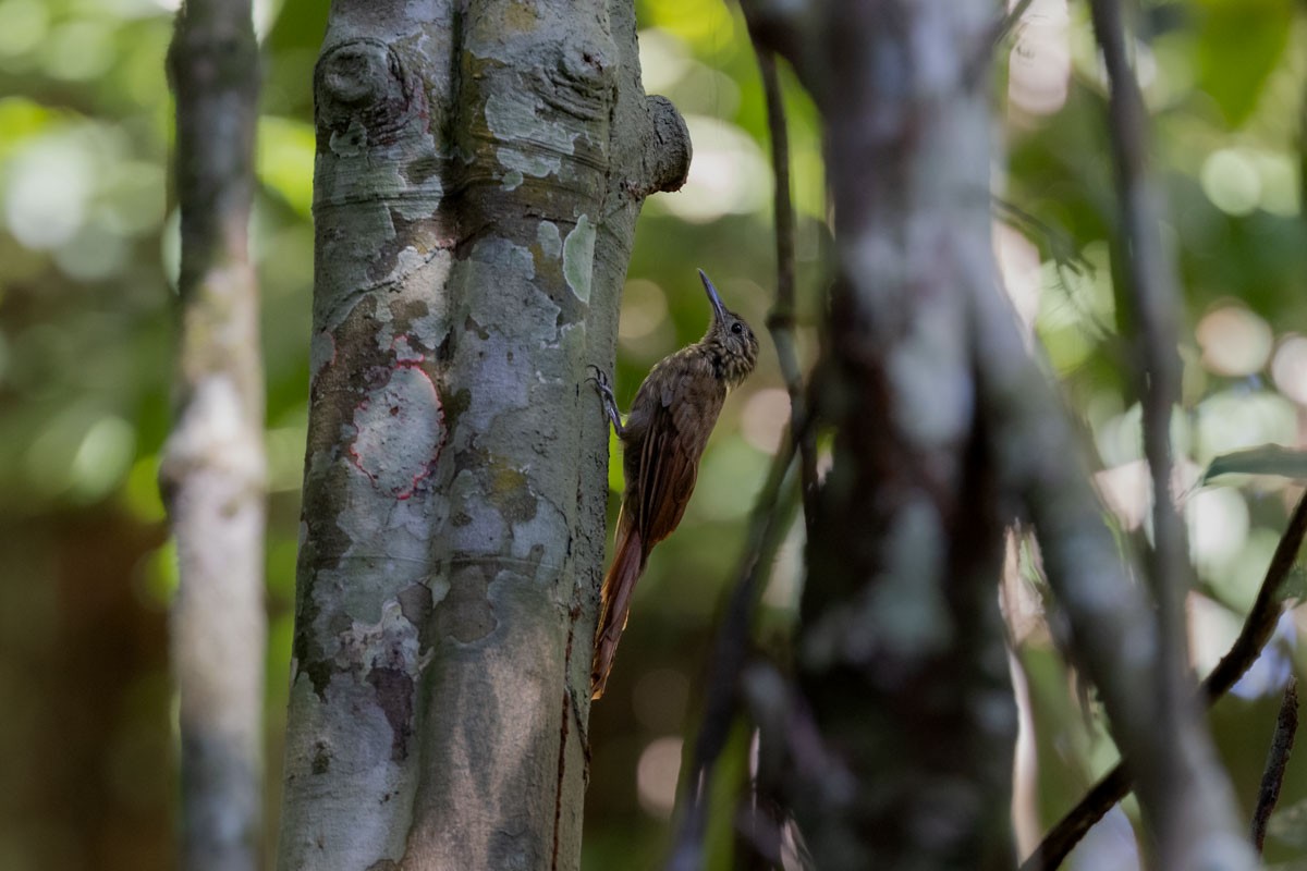 Mournful Long-tailed Woodcreeper - ML646694453