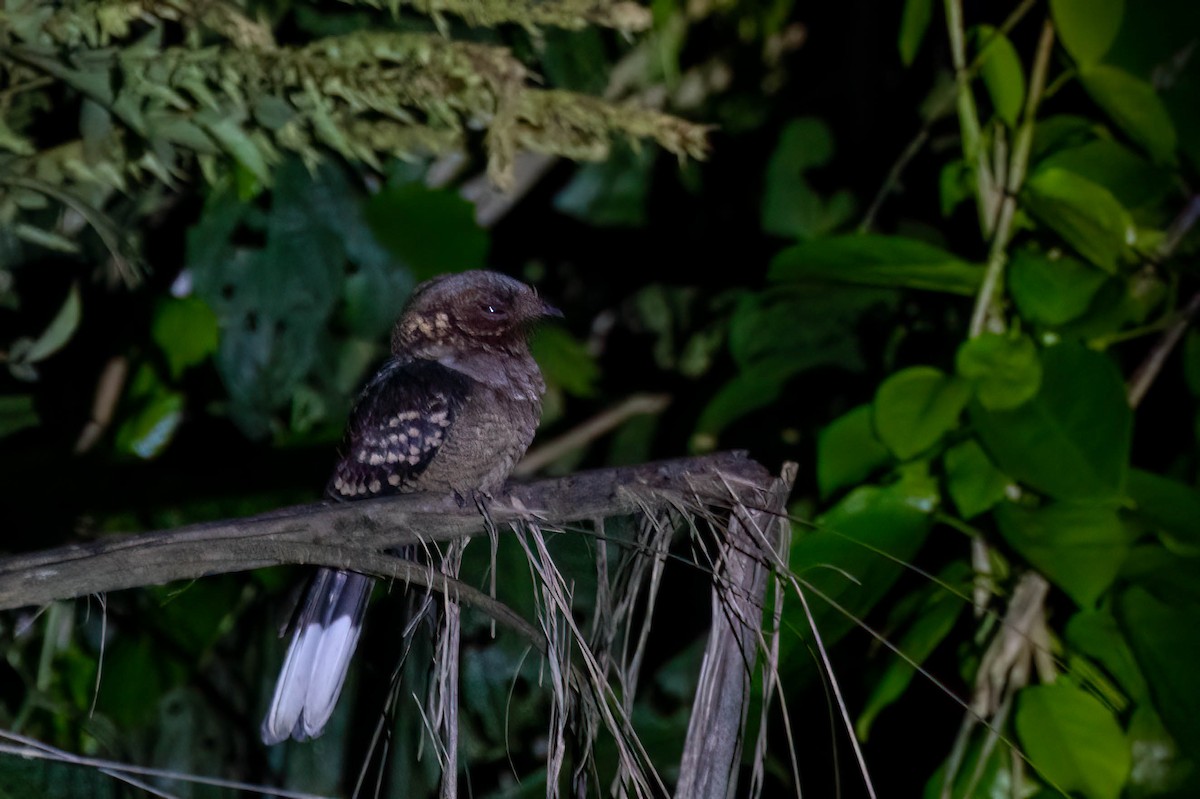Fiery-necked Nightjar - ML646694457