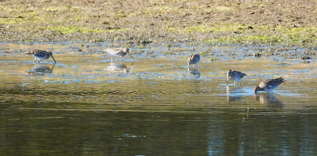 Wilson's Snipe - ML646694462