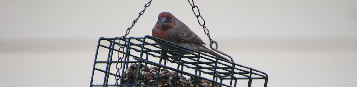 Roselin familier - ML646694463