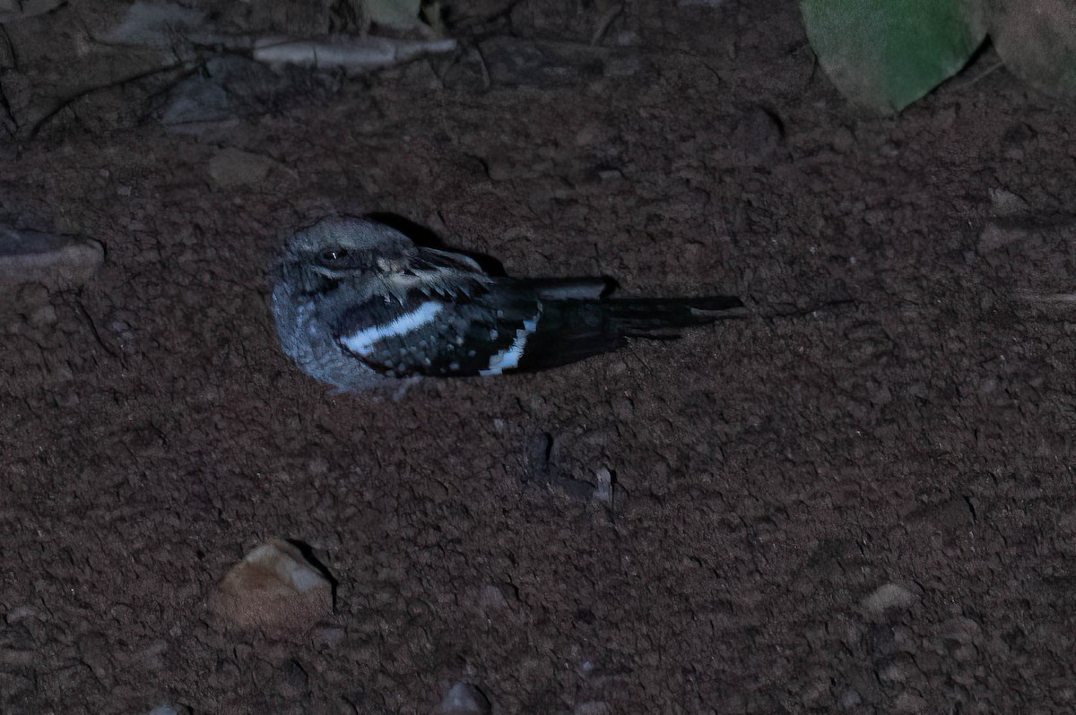 Шлейфовый козодой - ML646694465