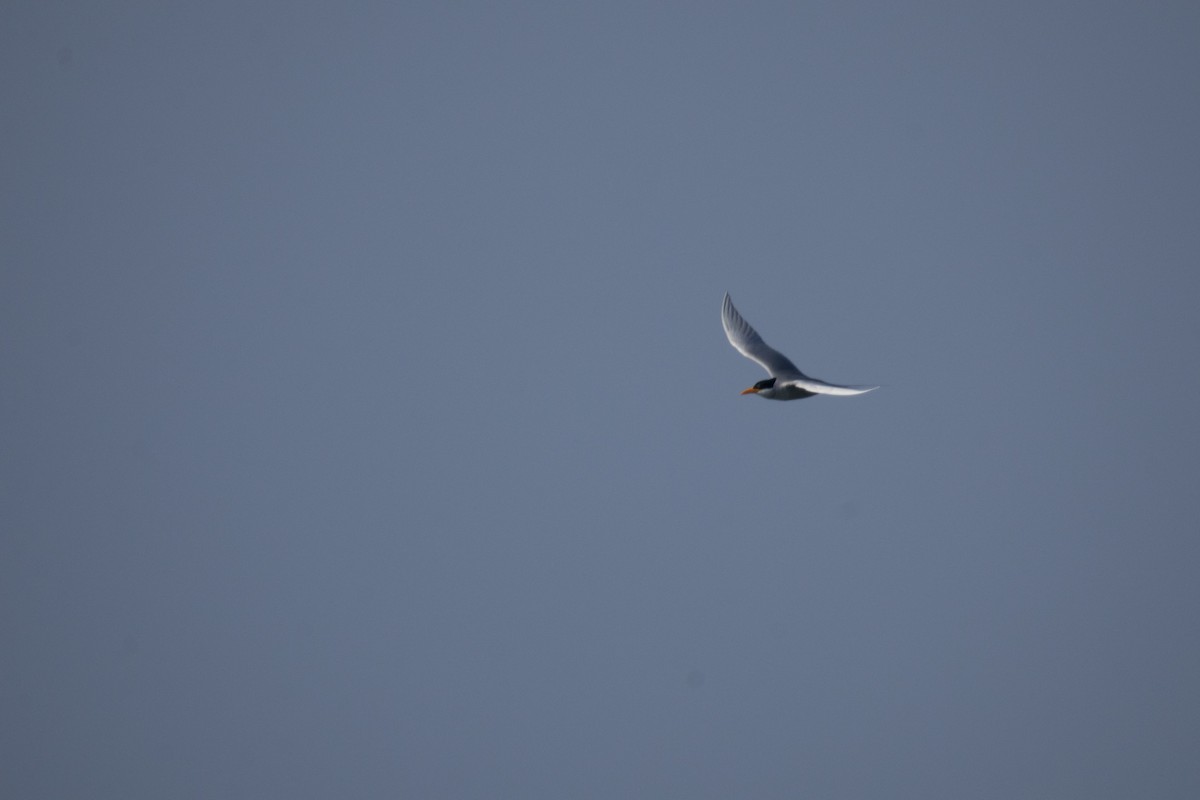 River Tern - ML646694468