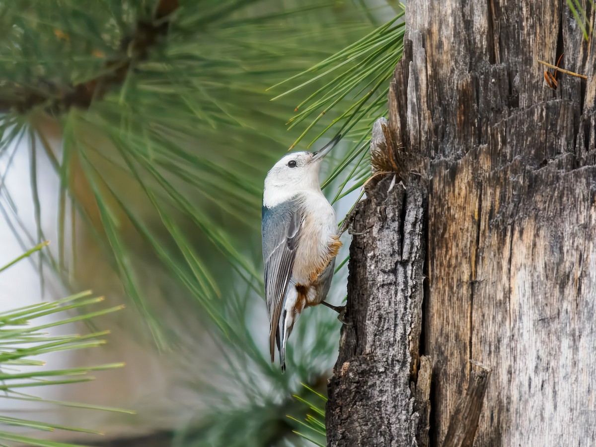 White-breasted Nuthatch - ML646694477