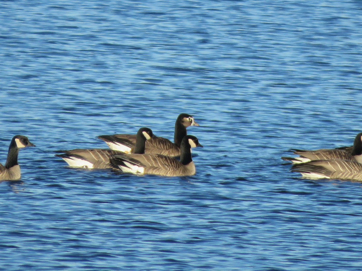 goose sp. - ML646694478