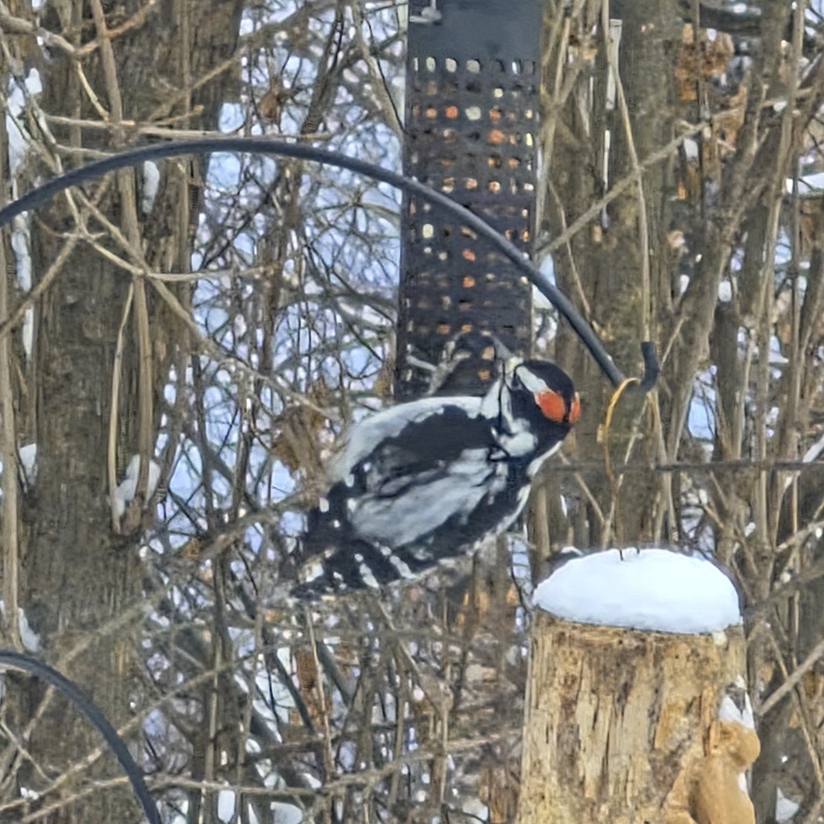 Hairy Woodpecker - ML646694480