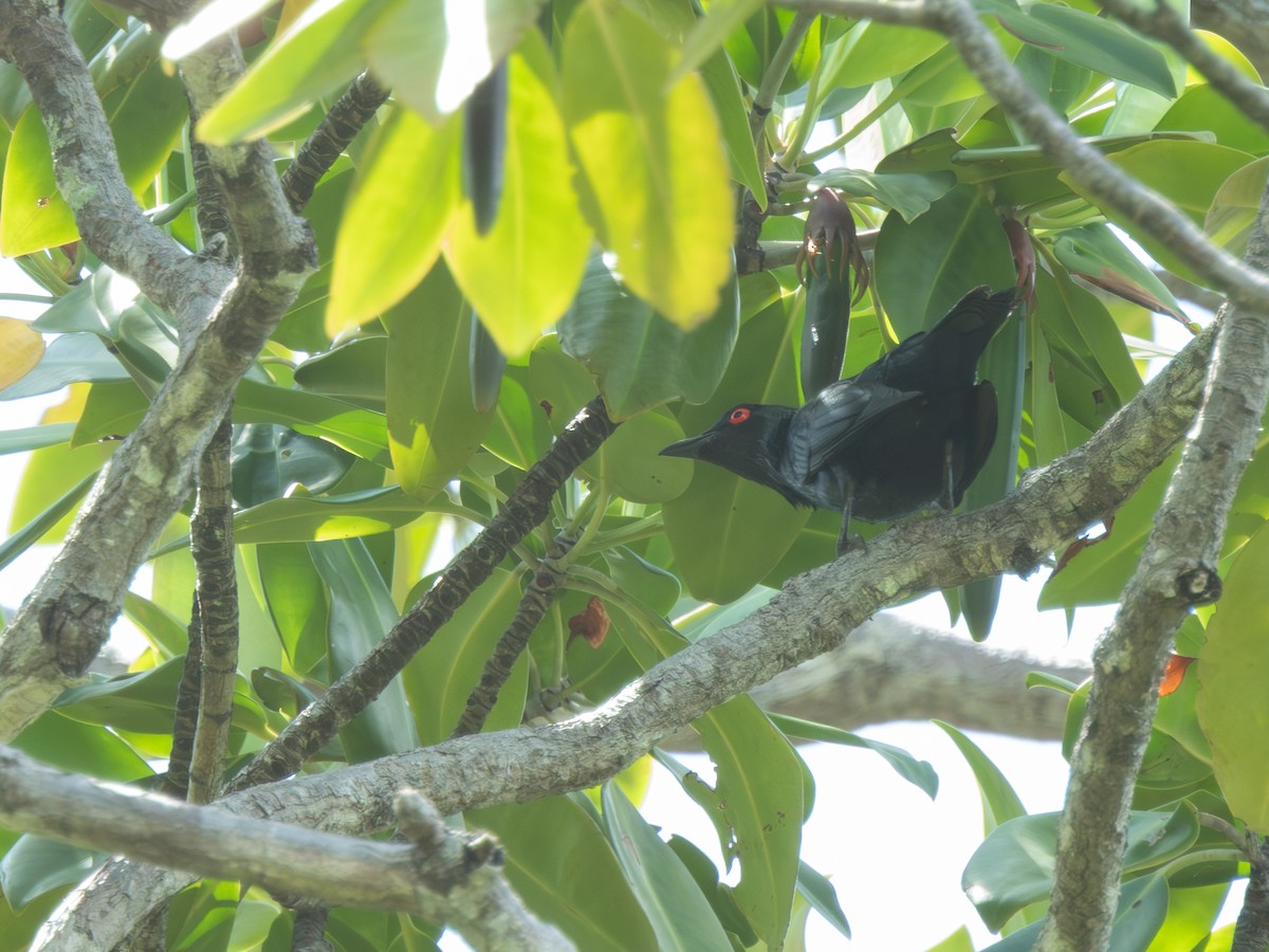 Певчий скворец - ML646694481