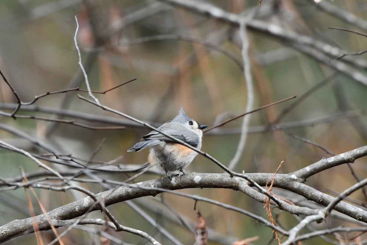 Tufted Titmouse - ML646694483