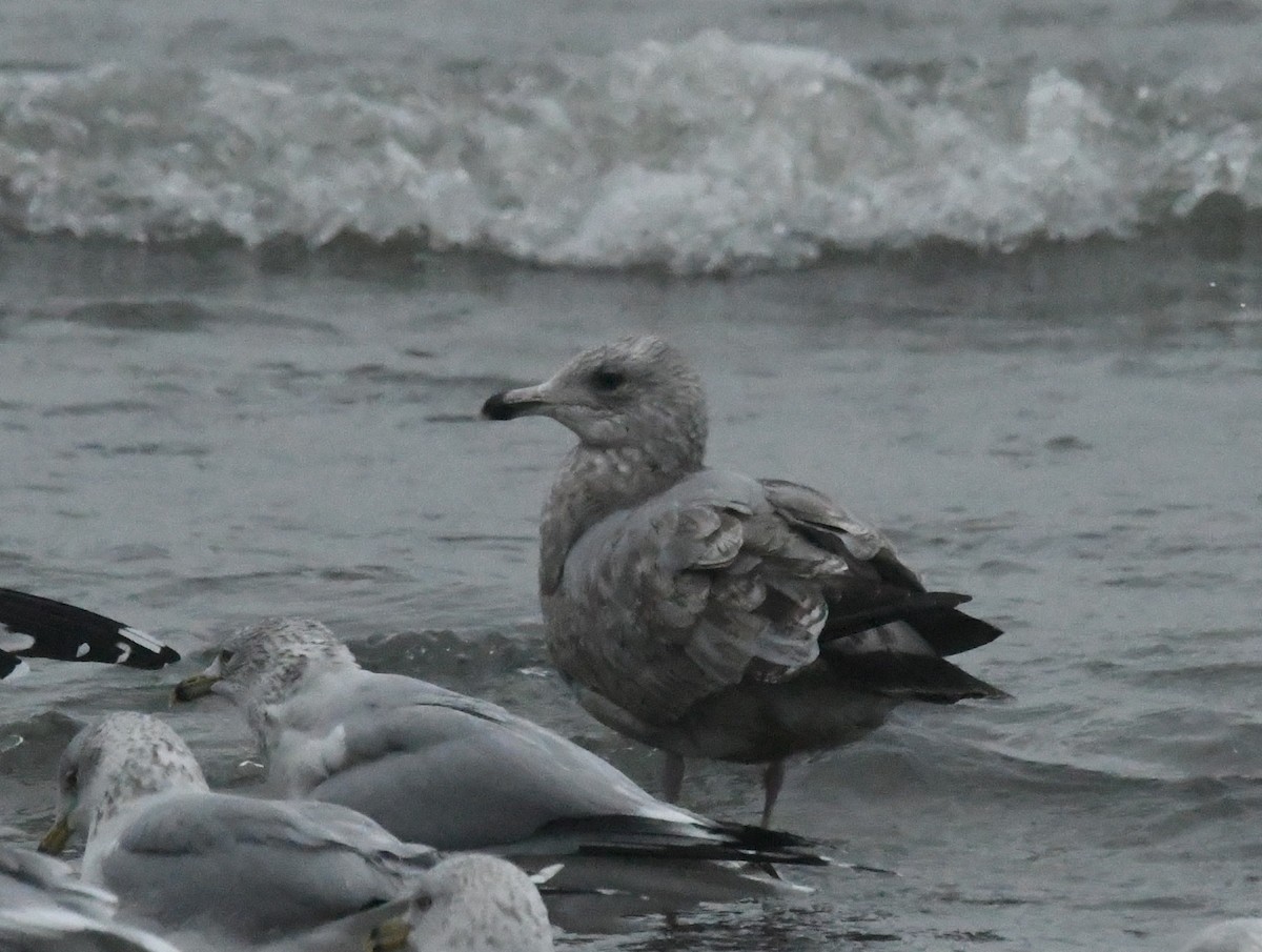 American Herring Gull - ML646694484