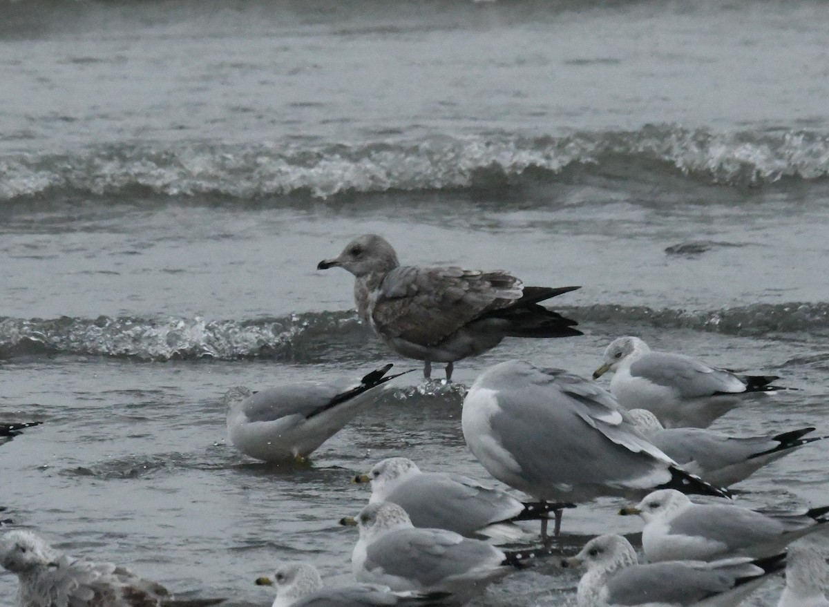American Herring Gull - ML646694486