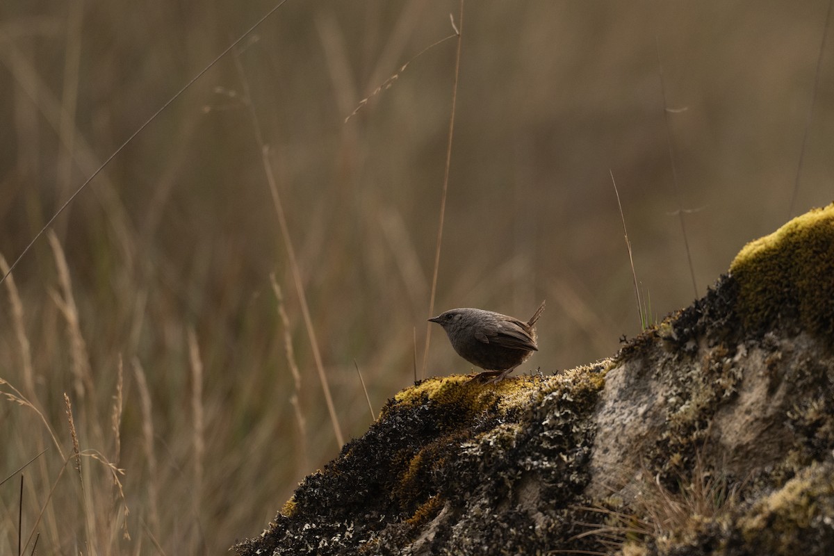Jalca Tapaculo - ML646694497