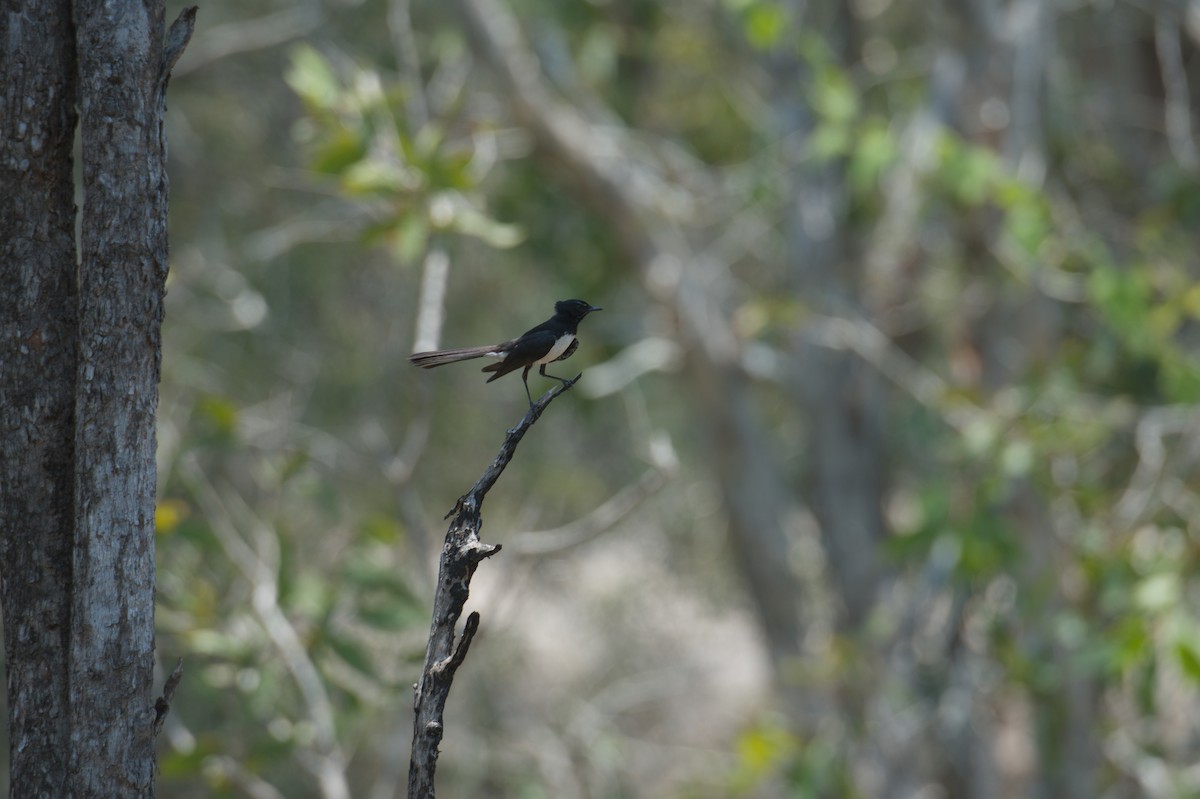 Willie-wagtail - ML646694498