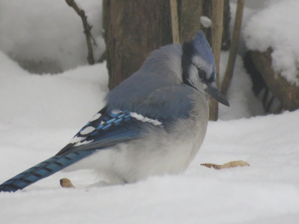 Blue Jay - ML646694500