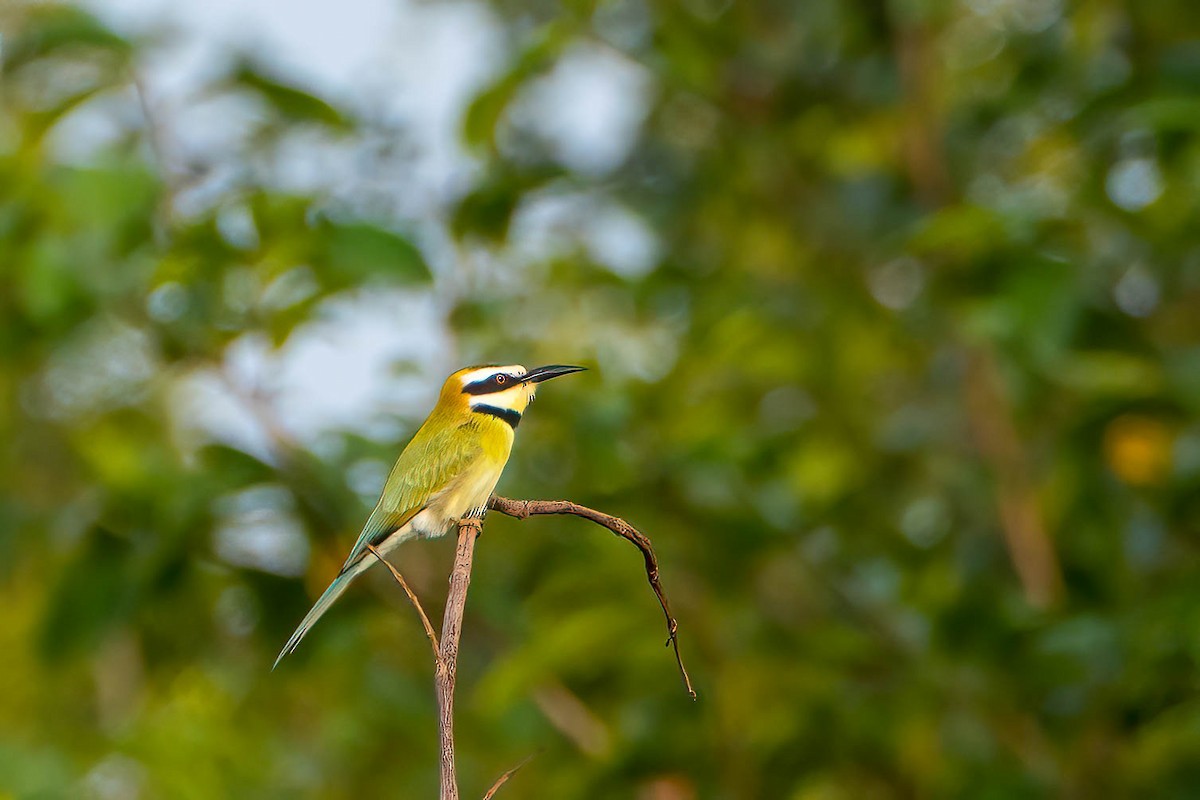 Белогорлая щурка - ML646694502