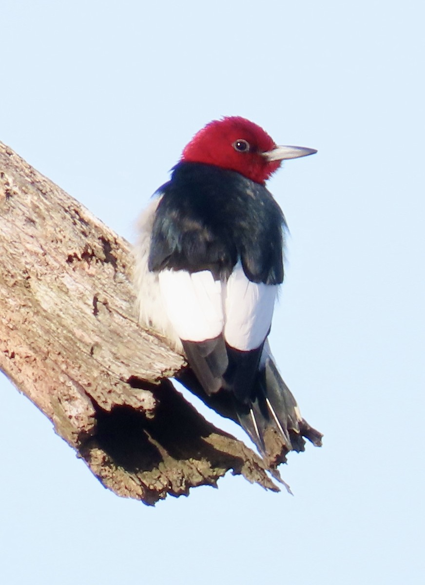Red-headed Woodpecker - ML646694503