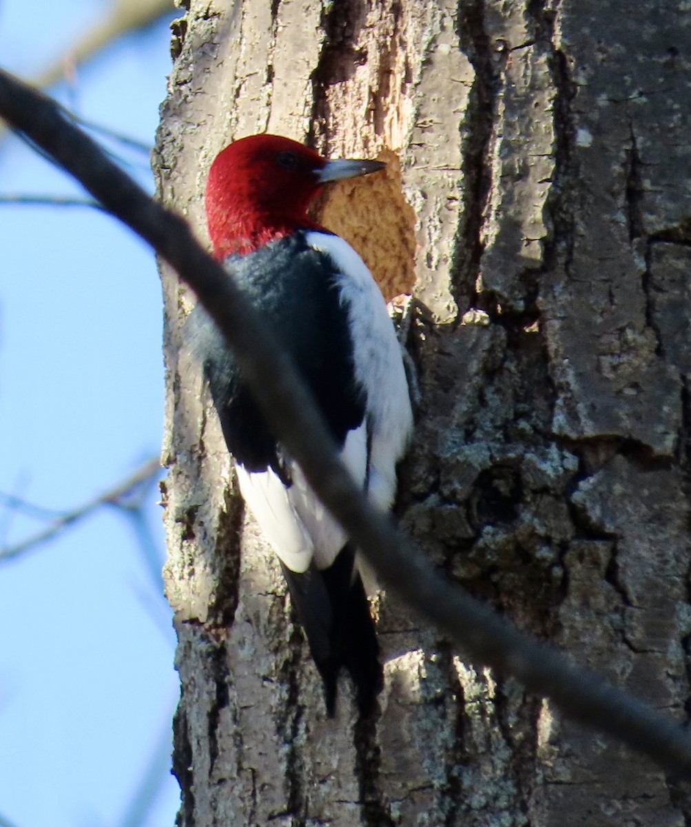 Red-headed Woodpecker - ML646694504