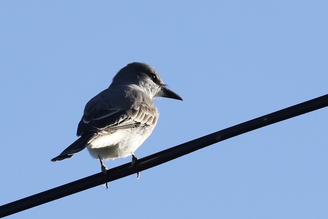 Gray Kingbird - ML646694506