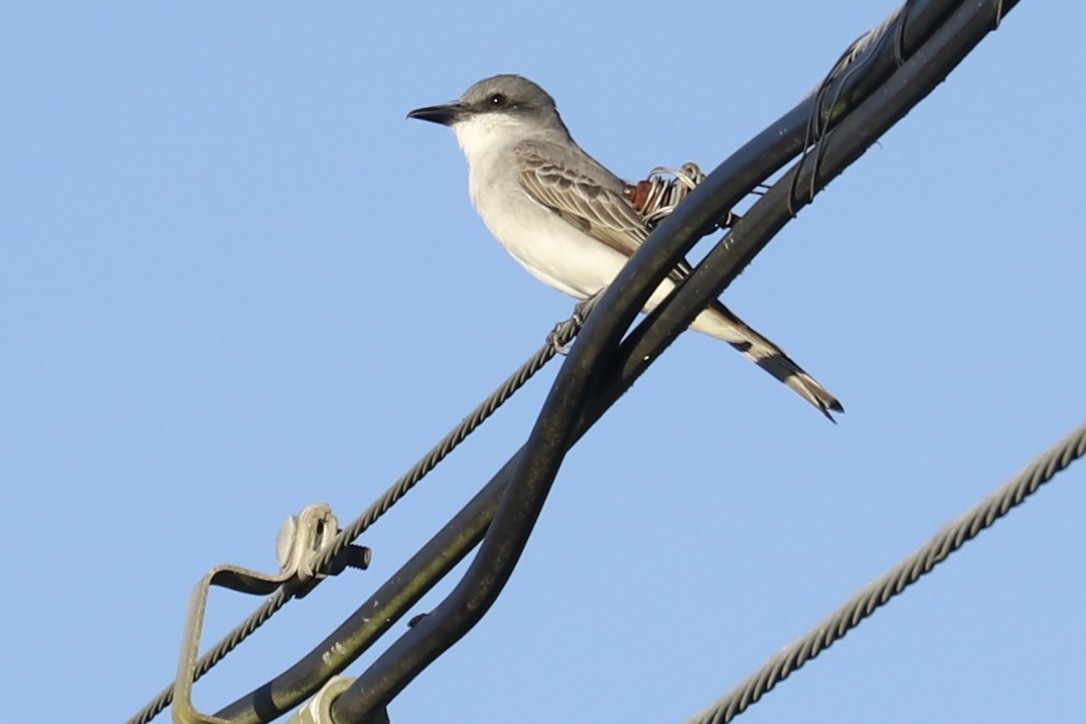Gray Kingbird - ML646694507