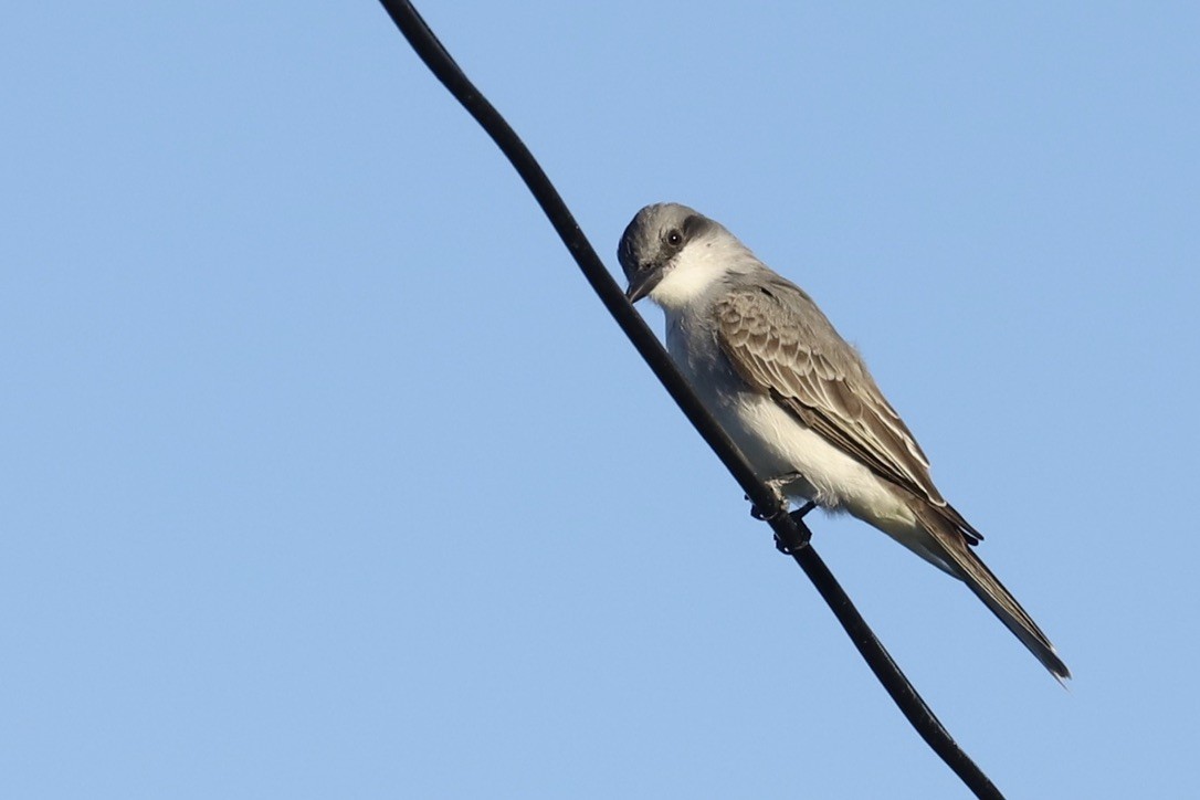 Gray Kingbird - ML646694508