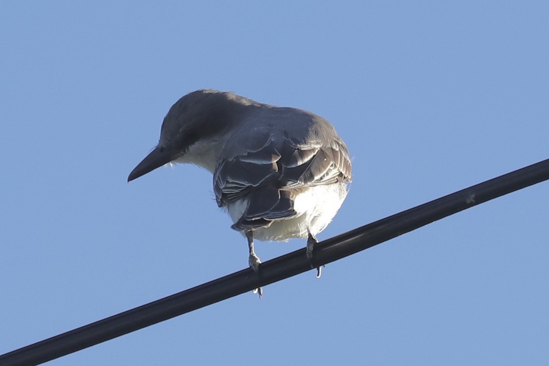 Gray Kingbird - ML646694509