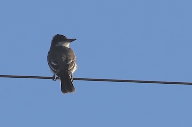 Gray Kingbird - ML646694510