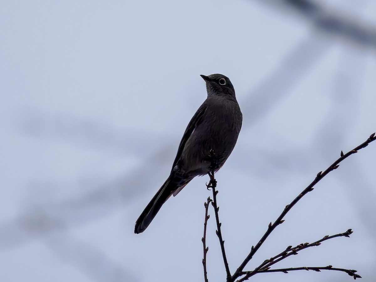 Townsend's Solitaire - ML646694511