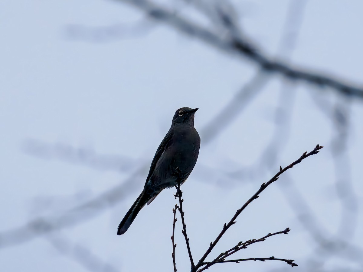 Townsend's Solitaire - ML646694512
