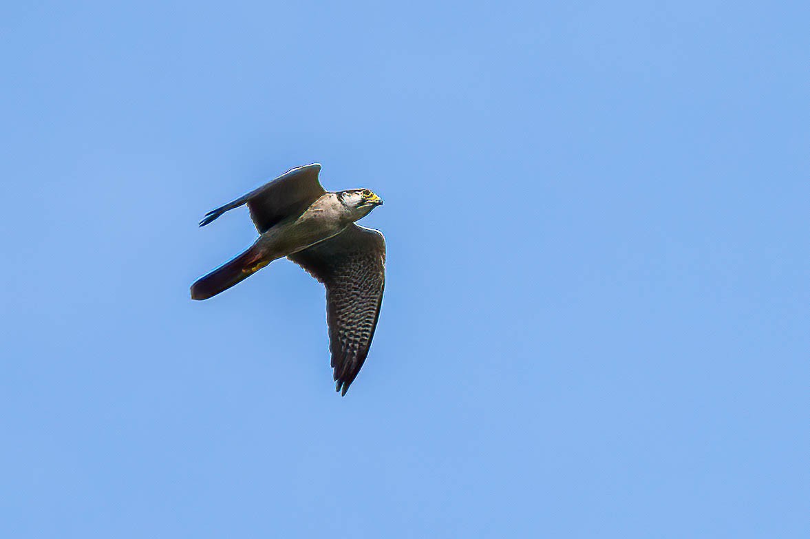 Lanner Falcon - ML646694513