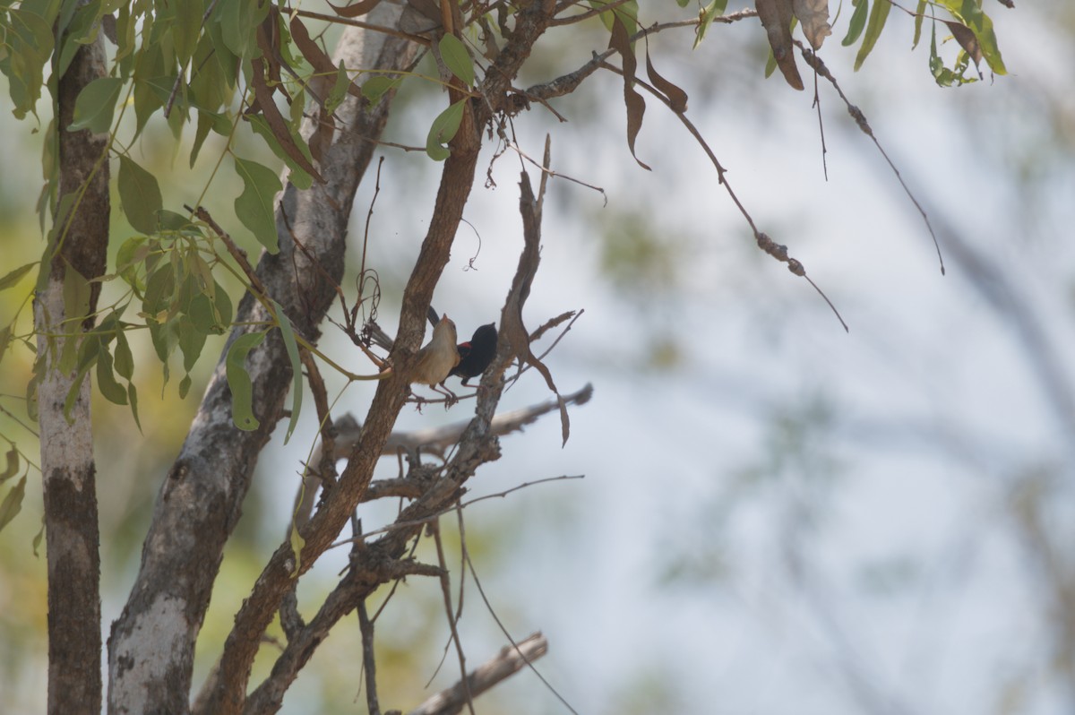 Red-backed Fairywren - ML646694514