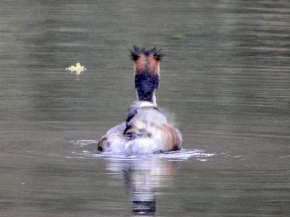 Great Crested Grebe - ML646694515