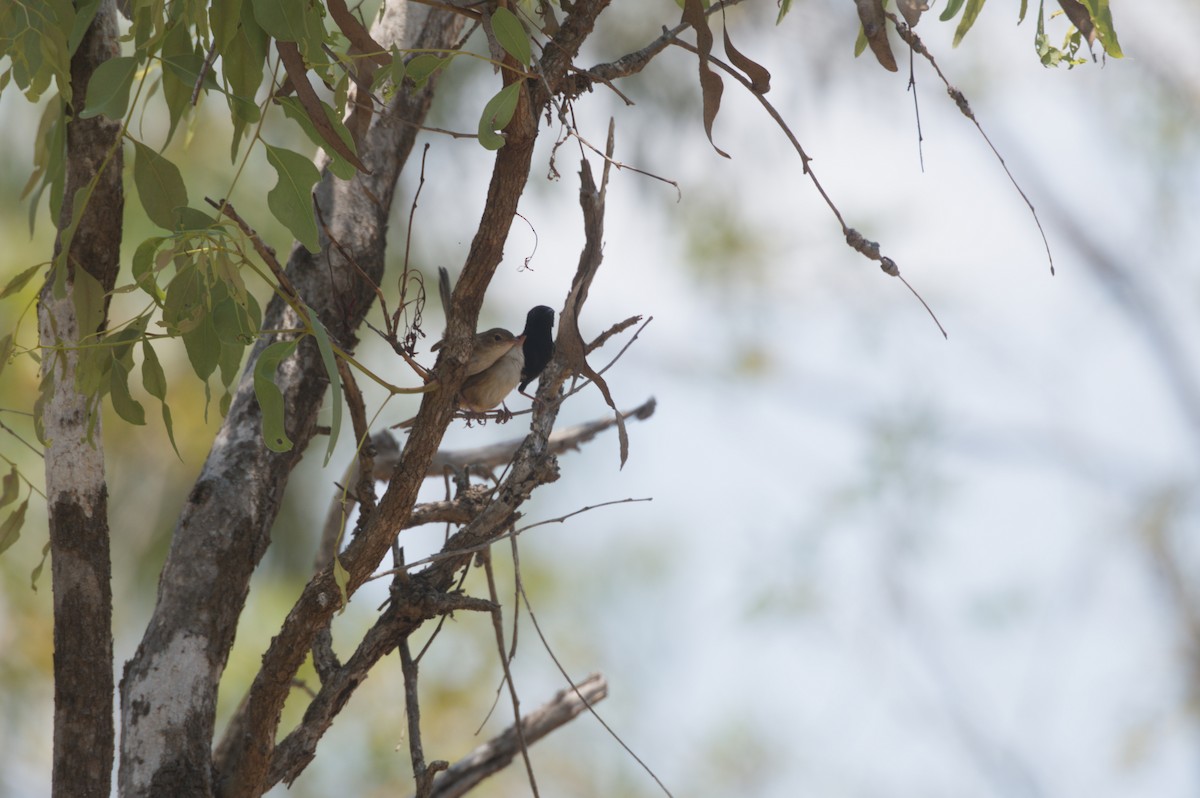 Red-backed Fairywren - ML646694516