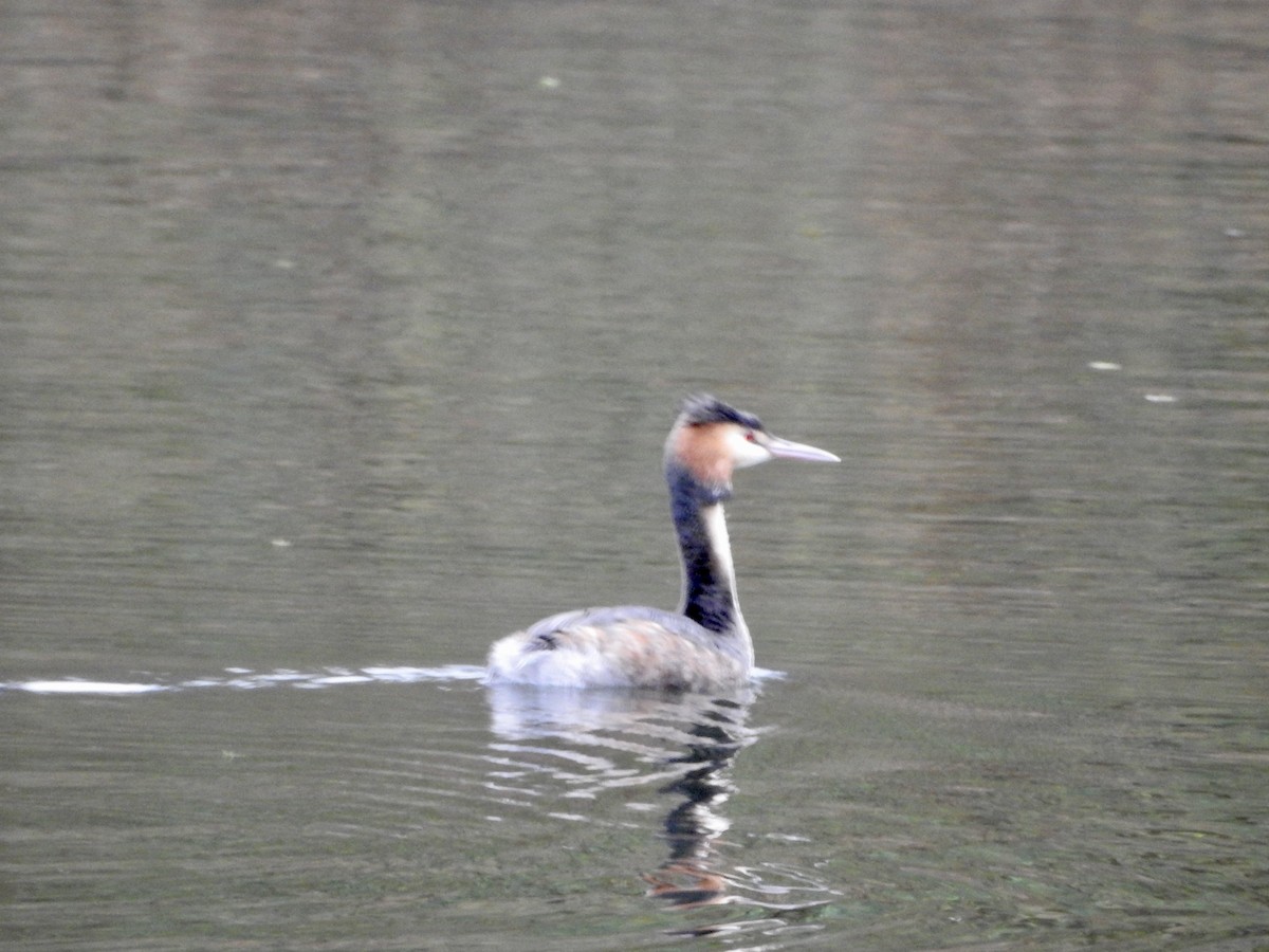 Great Crested Grebe - ML646694517