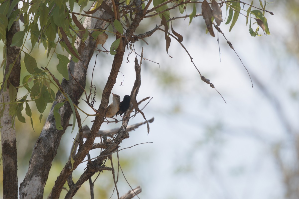 Red-backed Fairywren - ML646694518