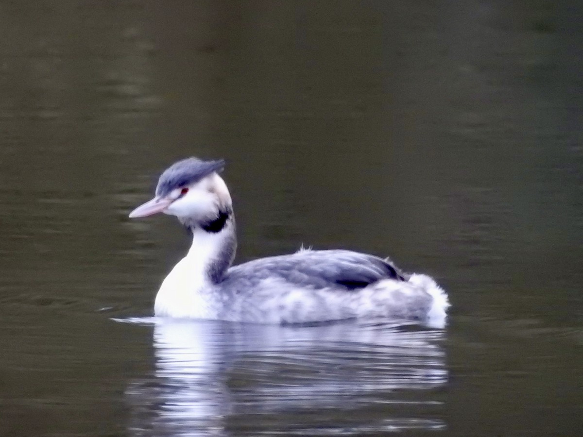 Great Crested Grebe - ML646694519