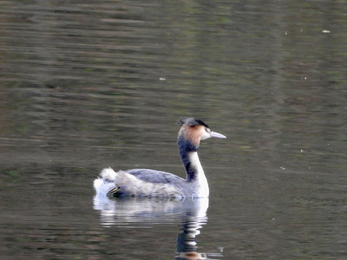 Great Crested Grebe - ML646694520