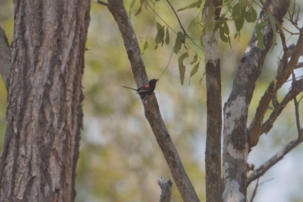 Red-backed Fairywren - ML646694521