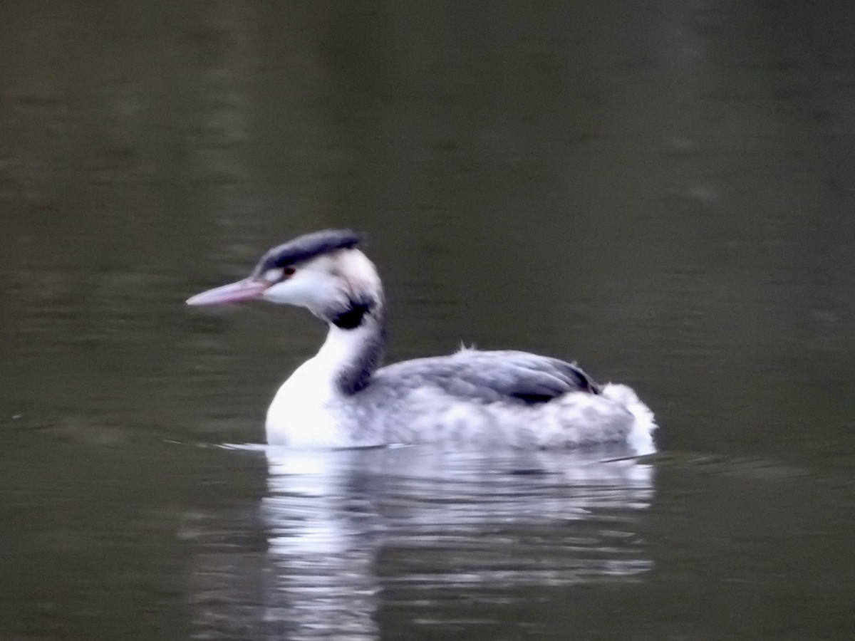Great Crested Grebe - ML646694522